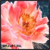 ⁦Dior Joy Intense by Christian Dior - For Her - Eau De Parfum, 50Ml⁩ - الصورة ⁦5⁩